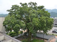 �Փ�x���̉��ォ�猩���G�m�L