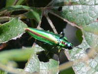 �c�^�̗t��H�ׂĂ���^�}���V