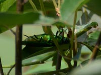 �{�g�b�Ɨ������^�}���V