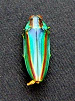 �^�}���V�A�΂ߏォ��