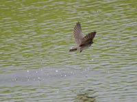 �r�Ŕ�щ��c�o��