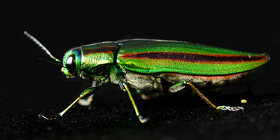 �^�}���V�̉���