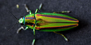 �^�ォ�猩���^�}���V