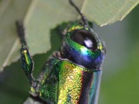 �G�m�L��H�ׂ�^�}���V