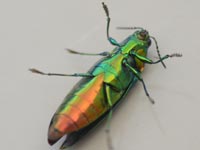 �Ђ�����Ԃ����^�}���V