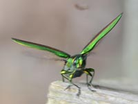 �G�m�L��H�ׂ�^�}���V