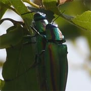 �^�}���V�̃y�A