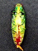 �^�}���V�A����