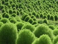 ���R�L�A