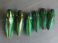 �r���_�Ђ̃��}�g�^�}���V