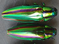 ���}�g�^�}���V