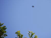 �G�m�L����̃^�}���V