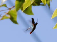 �G�m�L����̃^�}���V