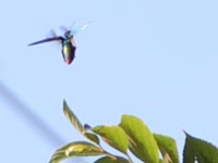 �G�m�L����̃^�}���V