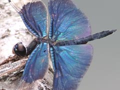 �`���E�g���{