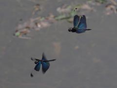 �`���E�g���{