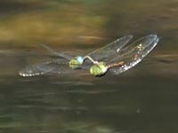 �A���M�������}