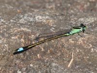 �C�g�g���{