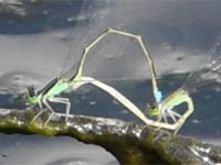 �n�[�g�u���C�N