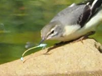 �L�Z�L���C�ɕߐH