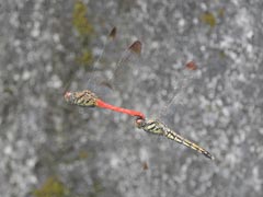 �A���}���^�e�A�J�l