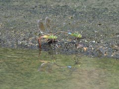 �A���M�������}