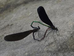 �n�[�g�^����