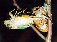 �N�}�[�~�̉H���i�s���B�e�j