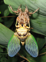 �N�}�[�~�̉H���i�ォ��j