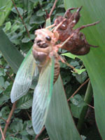 �N�}�[�~�̉H���i������j