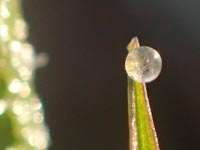 �܂�ۂ����H�̌���