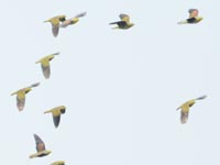 �A�I�o�g�ґ���s