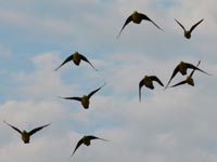 �A�I�o�g�̃p�g���[��