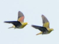 �A�I�p�g�̃I�X�ƃ��X