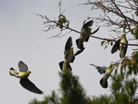 ��@�̂��ߋ߂��̎���