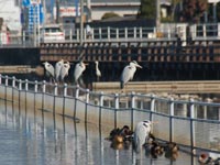 �v�Ēr�̃A�I�T�M