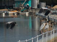 �߂Â��Ɠ����Ă��܂�