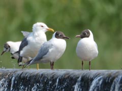 ��̍��������J����