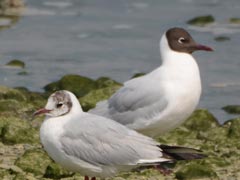 ������ƍ��������J����