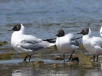 ��̍��������J����