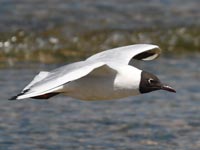 ���ԍ����Ђ����