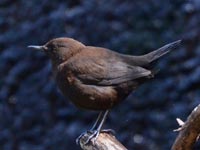 �J���K���X