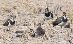 ���\�H�̃^�Q��