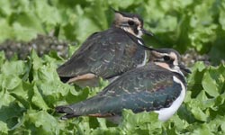 �^�Q������