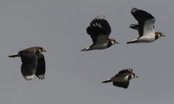 �^�Q���̔���