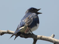 �I�I�����̗Y