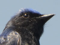 �I�I�����̃A�b�v