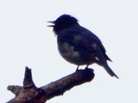 �I�I�����̗c��