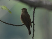 �I�I�����̎�