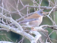 �V���n��